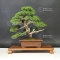juniperus chinensis itoigawa ref:06090172