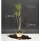 pinus densiflora ref :04090178