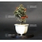 cotoneaster m. variegata ref : 20100174