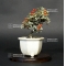 VENDU cotoneaster m. variegata ref : 20100176