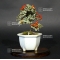 cotoneaster m. variegata ref : 20100178