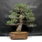 Pinus pentaphylla "zuisho"ref :17110174