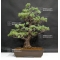 Pinus pentaphylla du Japon ref :17110176