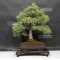 Pinus pentaphylla du Japon ref : 19110172