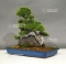 vendu Juniperus chinensis itoigawa 09050181