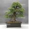 VENDU Pinus pentaphylla zuisho 25040181