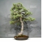 VENDU Pinus pentaphylla 25040183