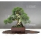 Juniperus chinensis itoigawa 16050181