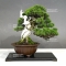 Juniperus chinensis itoigawa 16050183