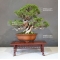 VENDU Juniperus chinensis itoigawa 18050183