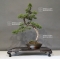 Juniperus chinensis  25050183
