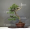 Juniperus chinensis  25050187
