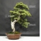 VENDU juniperus rigida ref :20060183