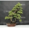 VENDU Pinus pentaphylla 20060181