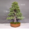 VENDU Pinus pentaphylla ref: 22060181