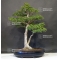 vendu acer palmatum shishigashira ref:22060183