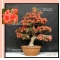 VENDU rhododendron kin no hana 22060184 PROMOTION