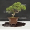 VENDU juniperus chinensis itoigawa ref 25060185