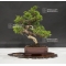 Vendu juniperus chinensis itoigawa ref 25060186