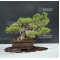 juniperus chinensis itoigawa ref 25060187