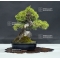 juniperus chinensis itoigawa ref 25060188