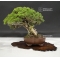 VENDU juniperus chinensis itoigawa ref 25060189
