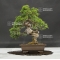 vendu juniperus chinensis itoigawa ref 250601810