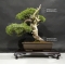 VENDU juniperus chinensis var itoigawa 27060184