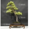 Pinus pentaphylla 6070184