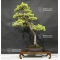 VENDU Pinus pentaphylla 6070184