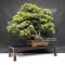 Pinus pentaphylla ref:11070181