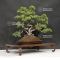 Juniperus chinensis itoigawa 13070182