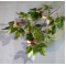 Acer griseum
