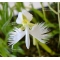 habenaria radiata vendu à l'unité. pot bonsai