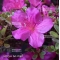 VENDU rhododendron shiryu no mai ref 12070191