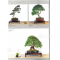 BONSAI FOCUS N° 108