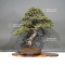 Pinus pentaphylla ref: 28120194