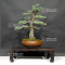 VENDU Pinus pentaphylla du Japon ref : 06030204