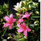 VENDU rhododendron hakorin ref : 10050202