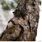 Enchere pinus pentaphylla 26110213
