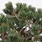 pinus pentaphylla zuisho 30120211