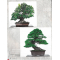 BONSAI FOCUS N° 122