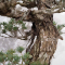 Pinus pentaphylla kokonoe du Japon ref :19090222