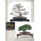 BONSAI FOCUS N° 127