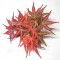 acer palmatum seigen ref :042025