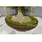 acer palmatum 150525