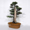juniperus rigida ref: 19070252