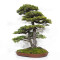 picea  jezoensis 28070252