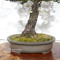 picea  jezoensis 28070251