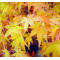 Acer palmatum ref: 23070252